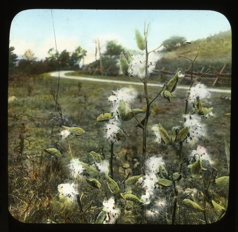 Milkweed growing wild in a field