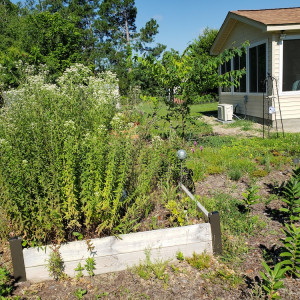 The removal of lawn made room for a haven for pollinators at The ShawneeSun Garden.