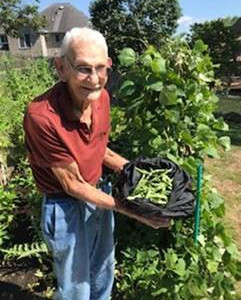 My 96-Year-Old Dad has a Green Thumb in West Virginia harvesting the garden.