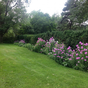 The mature yew hedge along the western property line serves as the backdrop for blooming phlox.