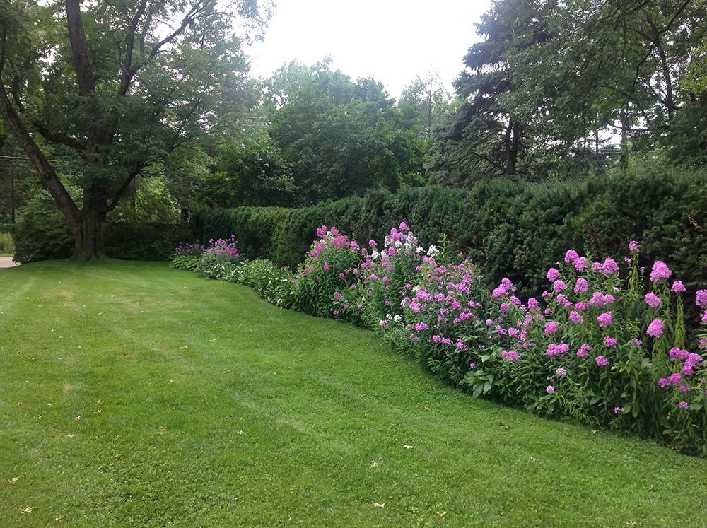 The mature yew hedge along the western property line serves as the backdrop for blooming phlox.