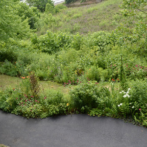 Wildflower garden at the Never Give Up! garden.