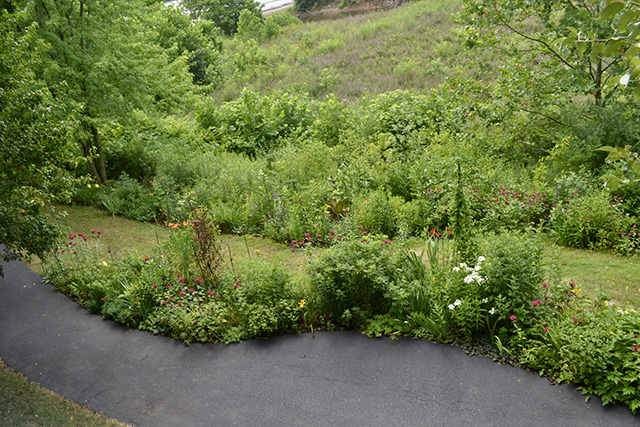 Wildflower garden at the Never Give Up! garden.