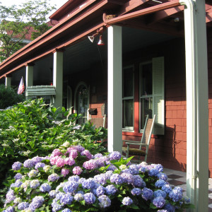 Hydrangeas in the front of house at The Anne Spencer House and Garden Museum