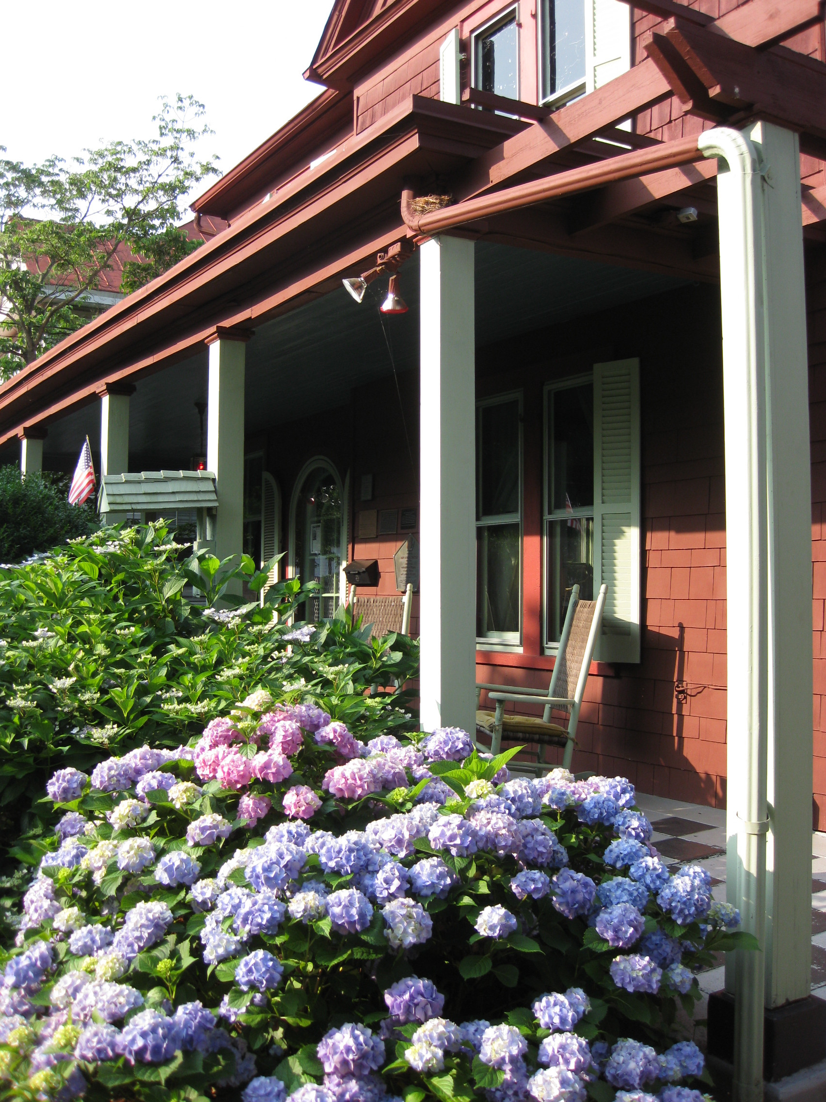 Hydrangeas in the front of house at The Anne Spencer House and Garden Museum