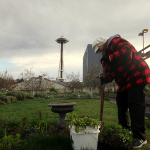 The UpGarden, a P-Patch community garden, is on top of a parking garage, with a view of the Space Needle.