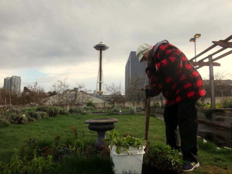 The UpGarden, a P-Patch community garden, is on top of a parking garage, with a view of the Space Needle.