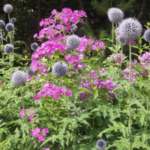 Planting a Pollinator Garden in the Greenbelt/Treebelt/Verge