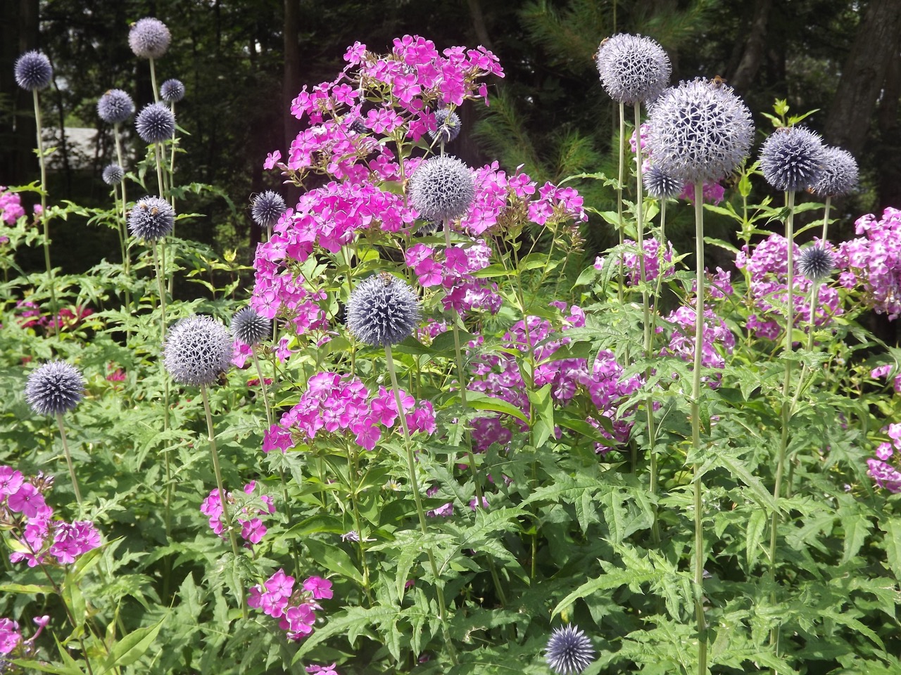 Planting a Pollinator Garden in the Greenbelt/Treebelt/Verge