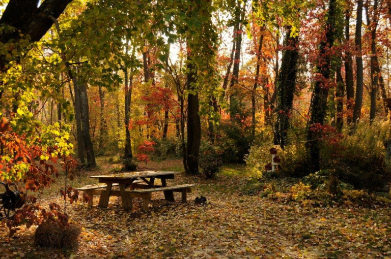 Mays Garden in Autumn