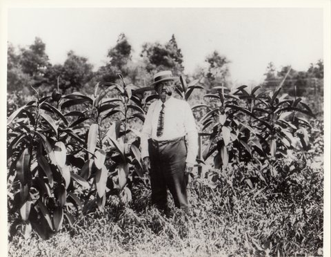 Antoine Alost’s children Marguerite and Al with mums in front of the greenhouses, circa 1915.