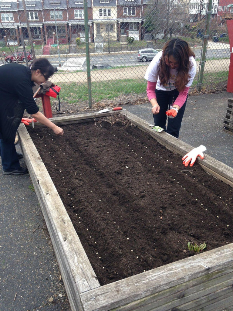 Planting seeds in raised beds