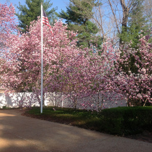 Grove of pink saucer magnolia trees in the Parking Court at the Ladue Ward III Garden