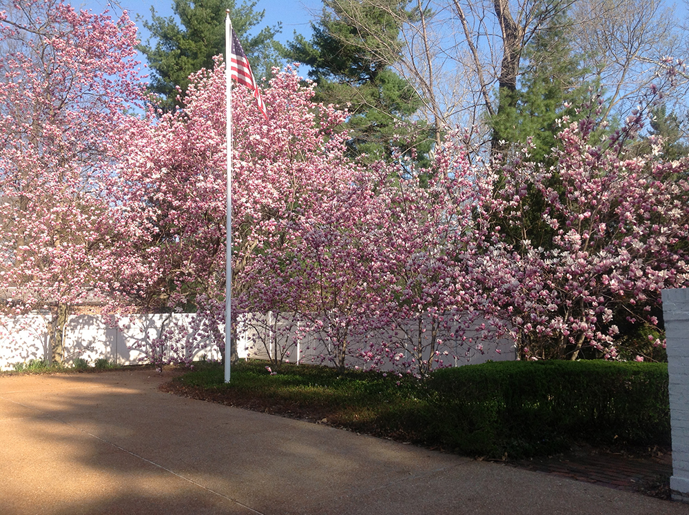 Grove of pink saucer magnolia trees in the Parking Court at the Ladue Ward III Garden