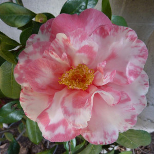 Nuccio's Nurseries. Camellia ‘Guilio Nuccio’