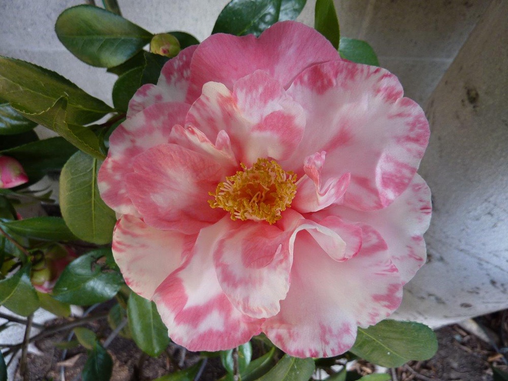 Nuccio's Nurseries. Camellia ‘Guilio Nuccio’