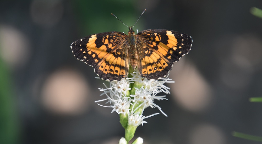 Our Native Plant Pollinator Garden