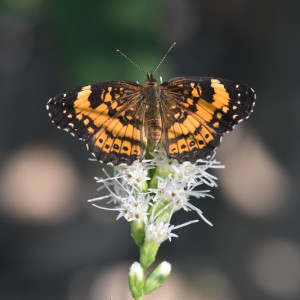 Our Native Plant Pollinator Garden