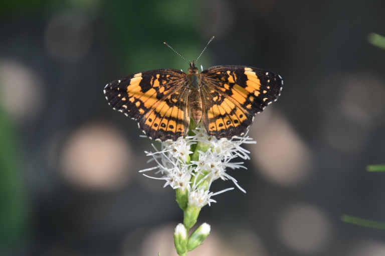 Our Native Plant Pollinator Garden