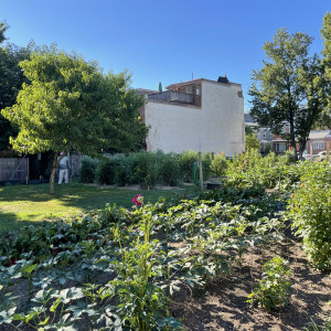 2022 photo of garden vegetables, flowers, and trees at the Wiota Street Community Garden