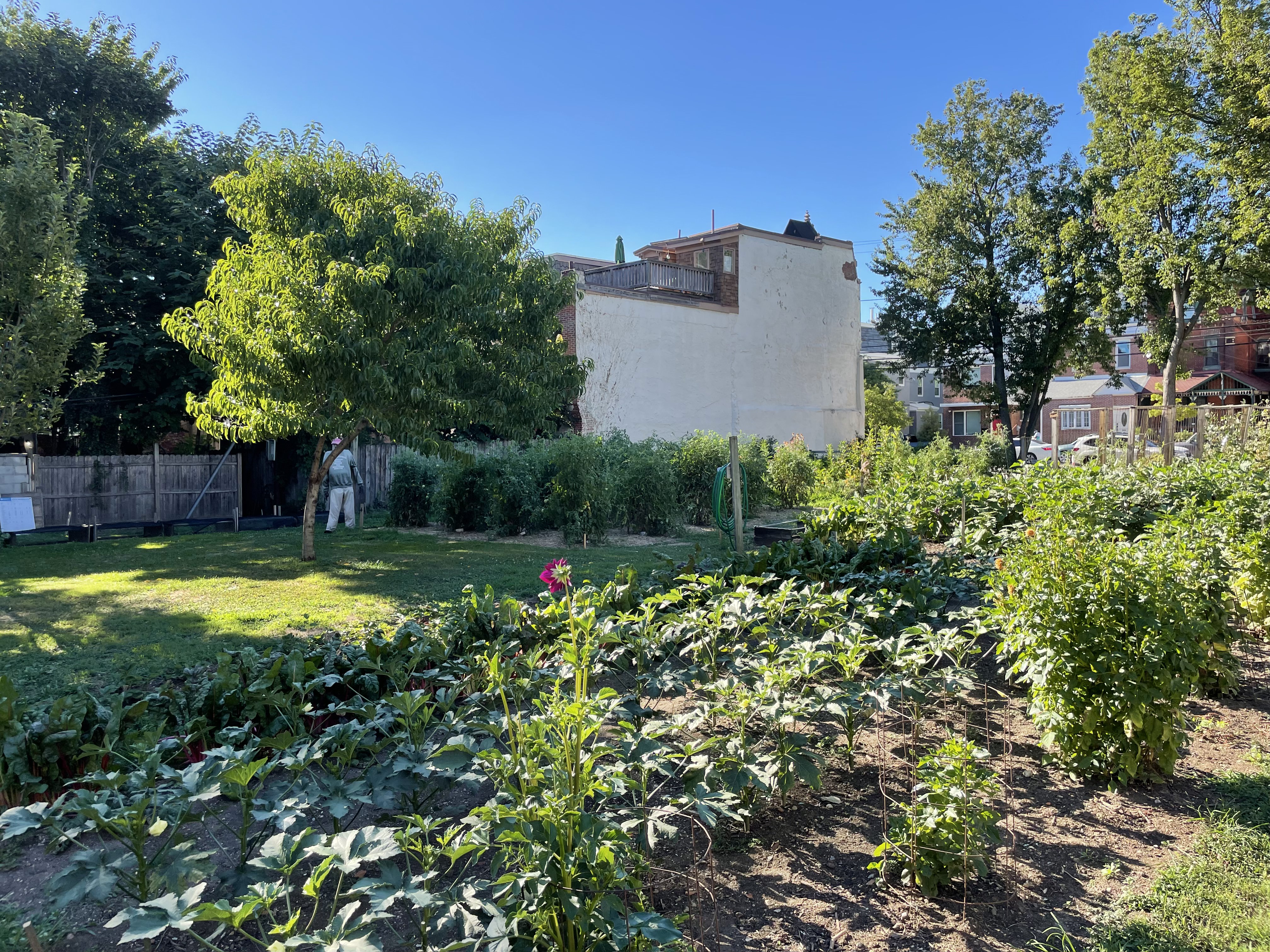 2022 photo of garden vegetables, flowers, and trees at the Wiota Street Community Garden