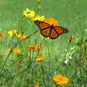 The author's first garden