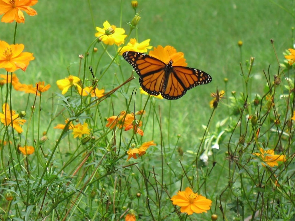 The author's first garden