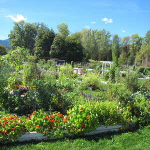 The garden strives to build community through special projects and events.