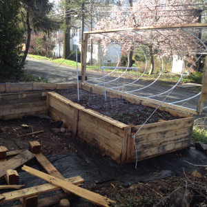 Inside of the pallet garden I have built two trellises, one for the snap peas and one for the cucumbers. Eventually mulch will cover the weed cover that is under the box and around the garden.