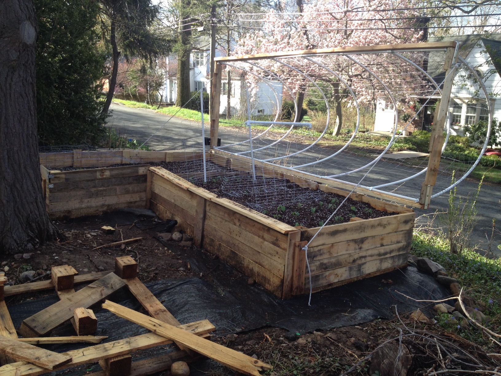 Inside of the pallet garden I have built two trellises, one for the snap peas and one for the cucumbers. Eventually mulch will cover the weed cover that is under the box and around the garden.