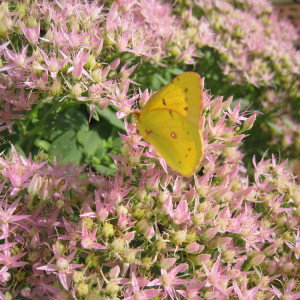 A Walk Through My Pollinator Garden