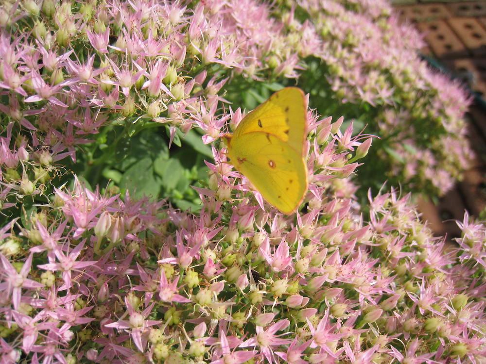 A Walk Through My Pollinator Garden