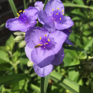 My Monarch Garden Story