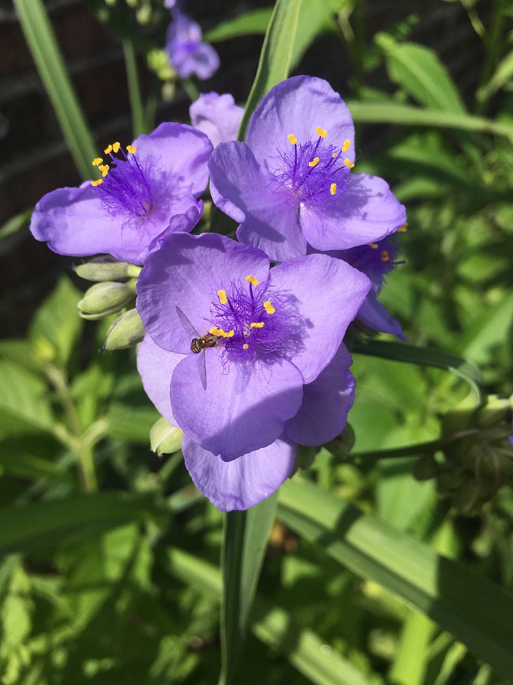 My Monarch Garden Story