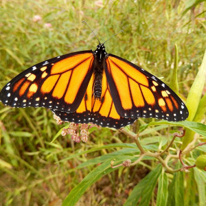 The Milkweeds for Monarchs Garden at Forsyth School