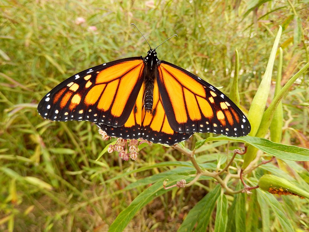 The Milkweeds for Monarchs Garden at Forsyth School