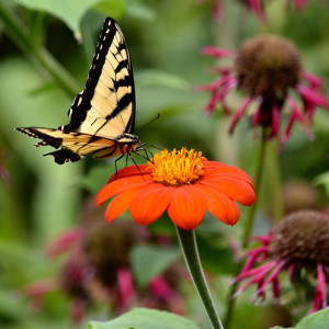 Butterfly on flower at the Never Give Up! garden.