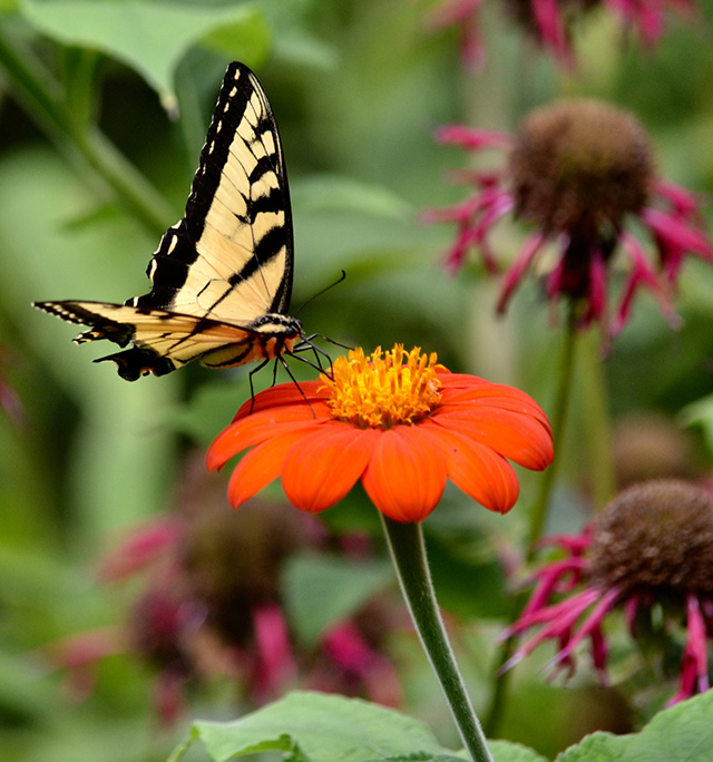 Butterfly on flower at the Never Give Up! garden.