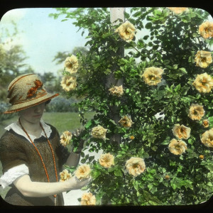 Woman by arbor of 'Mary Wallace' roses