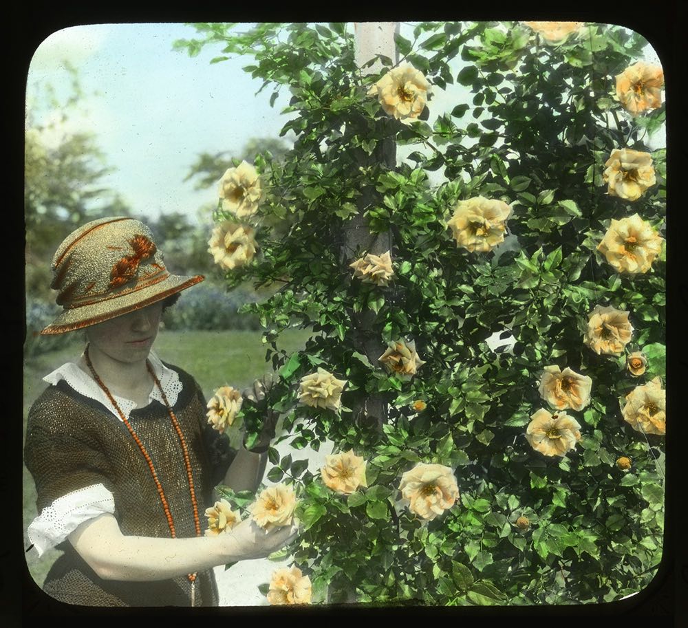 Woman by arbor of 'Mary Wallace' roses