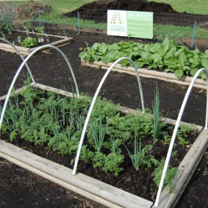 Rainwater is captured for the school garden.