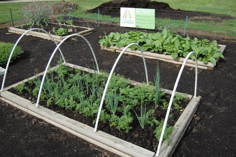 Rainwater is captured for the school garden.