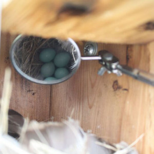 Green roof of sedum on a bluebird nesting box