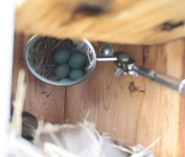 Green roof of sedum on a bluebird nesting box