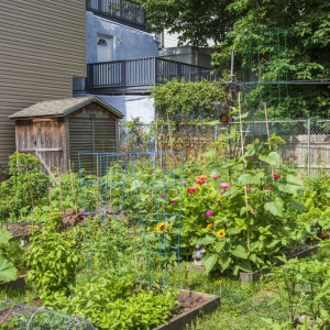 2020 photo of garden beds with vegetables and flowers at the Bouvier Community Garden