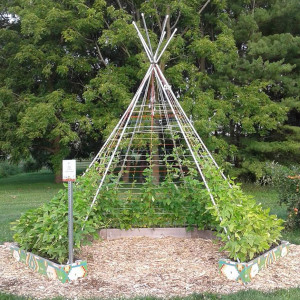 The community garden today is now a green, blooming gathering space.