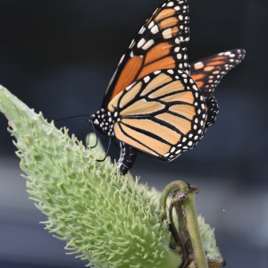 Our Native Plant Pollinator Garden