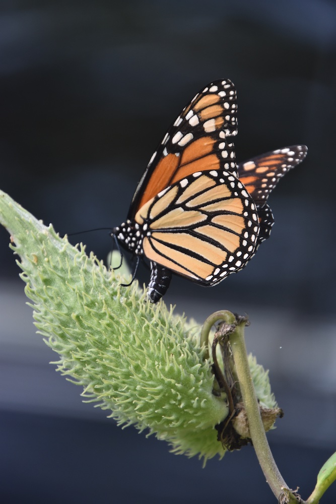 Our Native Plant Pollinator Garden