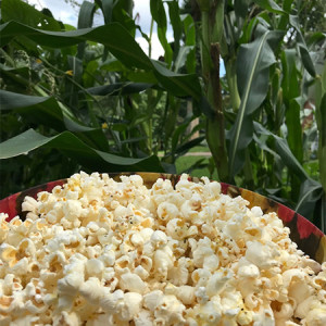 Popcorn in bowl from the Popcorn Summer Garden.