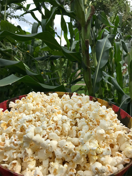 Popcorn in bowl from the Popcorn Summer Garden.